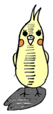 my cockatiel sticker #11744797