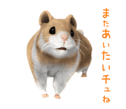 Sell Cute Hamster sticker #11747035
