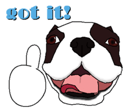 Boston Terrier fuu English ver. sticker #11757797