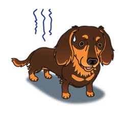 Sticker of Dachshund C&T. (English) sticker #11761670