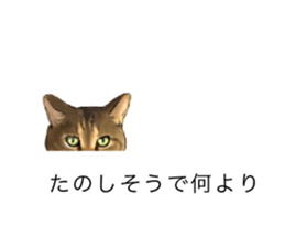 Futaro The Cat "boyaki" sticker #11779951