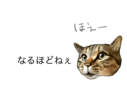 Futaro The Cat "boyaki" sticker #11779957