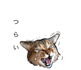 Futaro The Cat "boyaki" sticker #11779962
