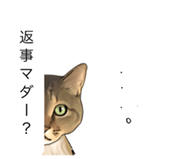 Futaro The Cat "boyaki" sticker #11779964