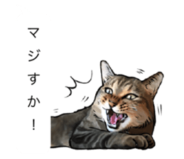 Futaro The Cat "boyaki" sticker #11779969