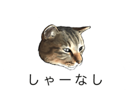Futaro The Cat "boyaki" sticker #11779974