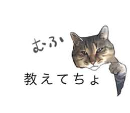Futaro The Cat "boyaki" sticker #11779975