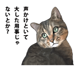 Futaro The Cat "boyaki" sticker #11779976