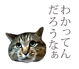 Futaro The Cat "boyaki" sticker #11779979