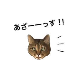 Futaro The Cat "boyaki" sticker #11779981