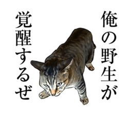 Futaro The Cat "boyaki" sticker #11779985