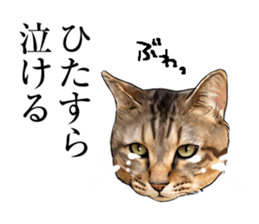 Futaro The Cat "boyaki" sticker #11779989