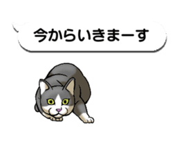 Animated Sticker!!Cats love balloon sticker #11814556