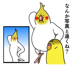 Creatures such as the cockatiel 5 sticker #11838554