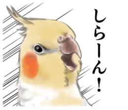 Creatures such as the cockatiel 5 sticker #11838589