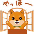 It moves! Shiba dog "MUSASHI"