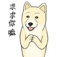 The fool shiba sticker #11850205