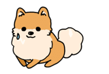 Cute Pomeranian Animation sticker #11857937