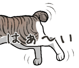 Bobtail cat sticker #11858574