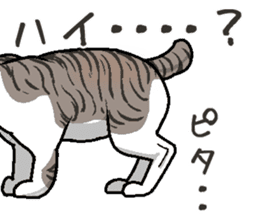 Bobtail cat sticker #11858575