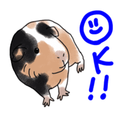 guinea pig Fuku sticker #11860142