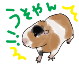 guinea pig Fuku sticker #11860144