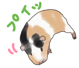 guinea pig Fuku sticker #11860148