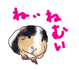 guinea pig Fuku sticker #11860151