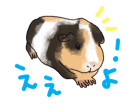 guinea pig Fuku sticker #11860155
