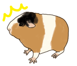 guinea pig Fuku sticker #11860159