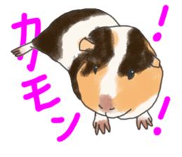 guinea pig Fuku sticker #11860161