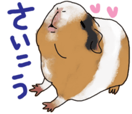 guinea pig Fuku sticker #11860162