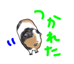 guinea pig Fuku sticker #11860163