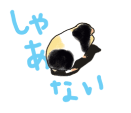 guinea pig Fuku sticker #11860164