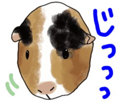guinea pig Fuku sticker #11860168