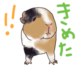 guinea pig Fuku sticker #11860177
