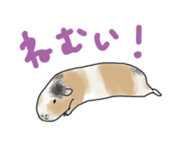 guinea pig Fuku sticker #11860178