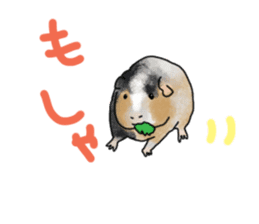 guinea pig Fuku sticker #11860179