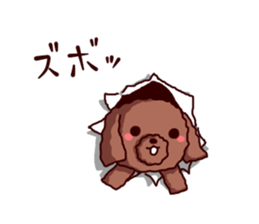 Toy Poodle sticker's2 sticker #11866145