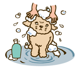 PIGPONG's Toy Poodle Hanako sticker #11882812