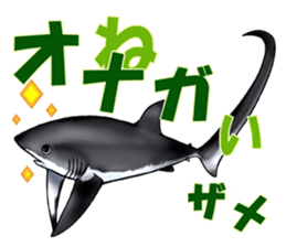 35 kind of Sharks JOKE stickers ! sticker #11895805