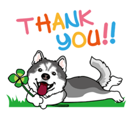 siberian husky @ SURFBORDER sticker #11898646