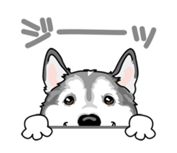 siberian husky @ SURFBORDER sticker #11898653