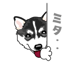 siberian husky @ SURFBORDER sticker #11898654
