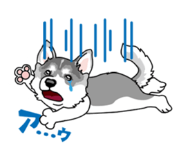 siberian husky @ SURFBORDER sticker #11898659