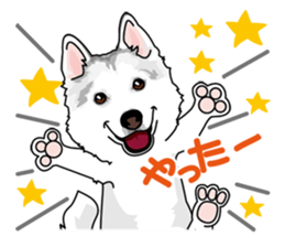 siberian husky @ SURFBORDER sticker #11898662