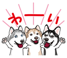 siberian husky @ SURFBORDER sticker #11898668
