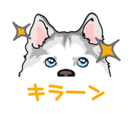 siberian husky @ SURFBORDER sticker #11898672