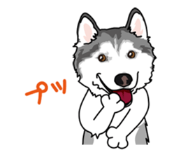 siberian husky @ SURFBORDER sticker #11898674