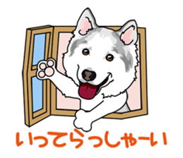 siberian husky @ SURFBORDER sticker #11898677